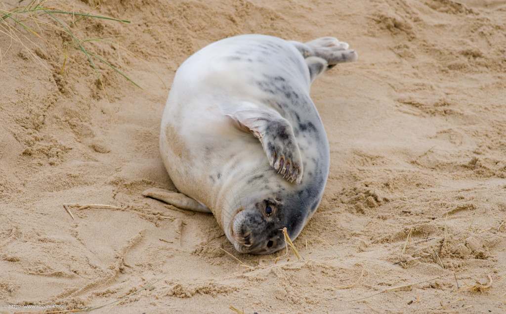 2013.12.26 - Seals - 05