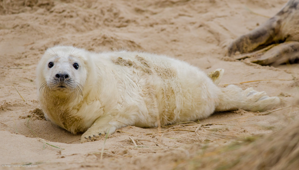 2013.12.26 - Seals - 06