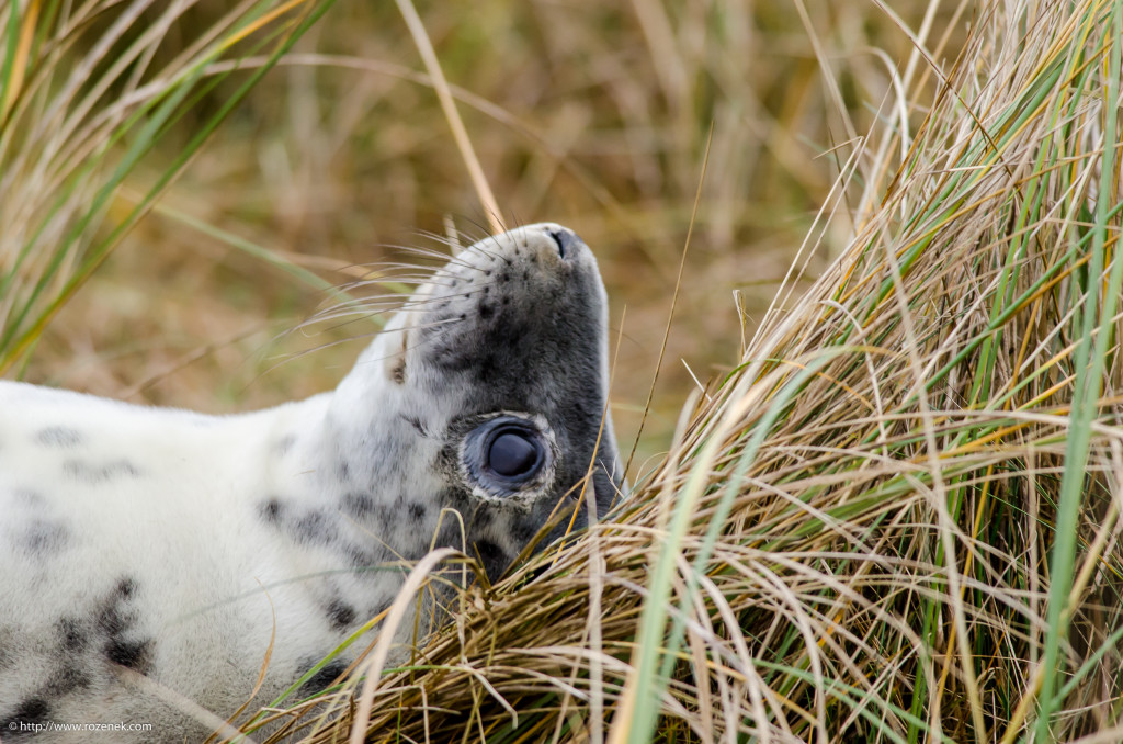 2013.12.26 - Seals - 07