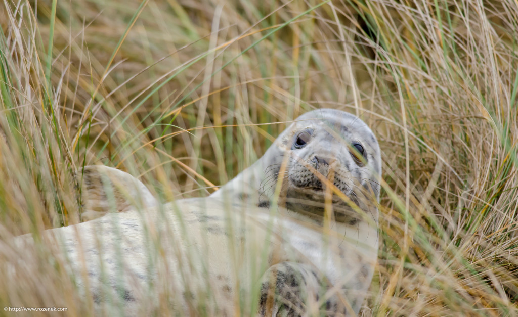 2013.12.26 - Seals - 08