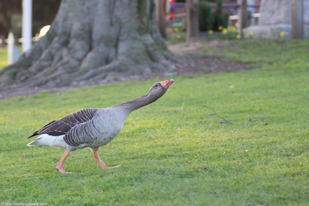 2012.04.01 - Birds - 02