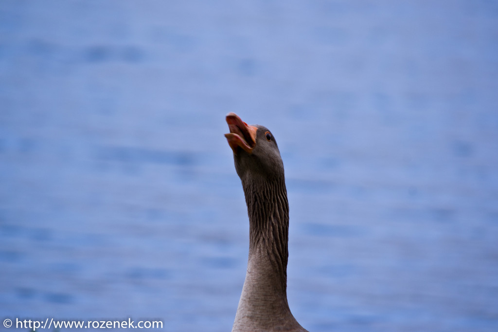 2012.04.29 - Ducks-0438