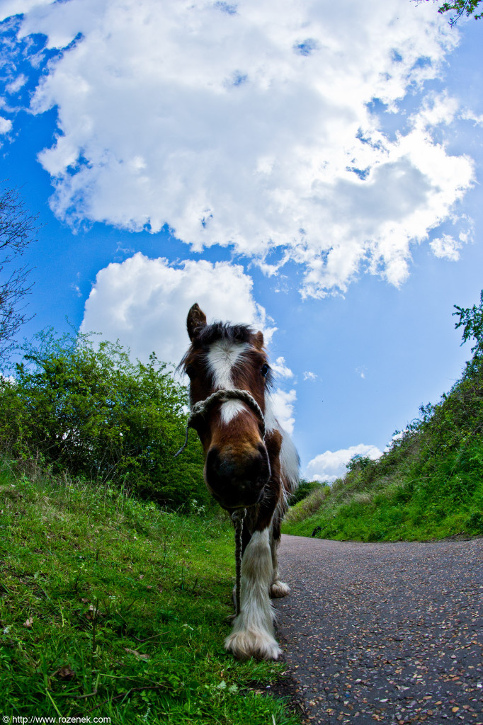 2012.05.12 - Marriotts Way - 07