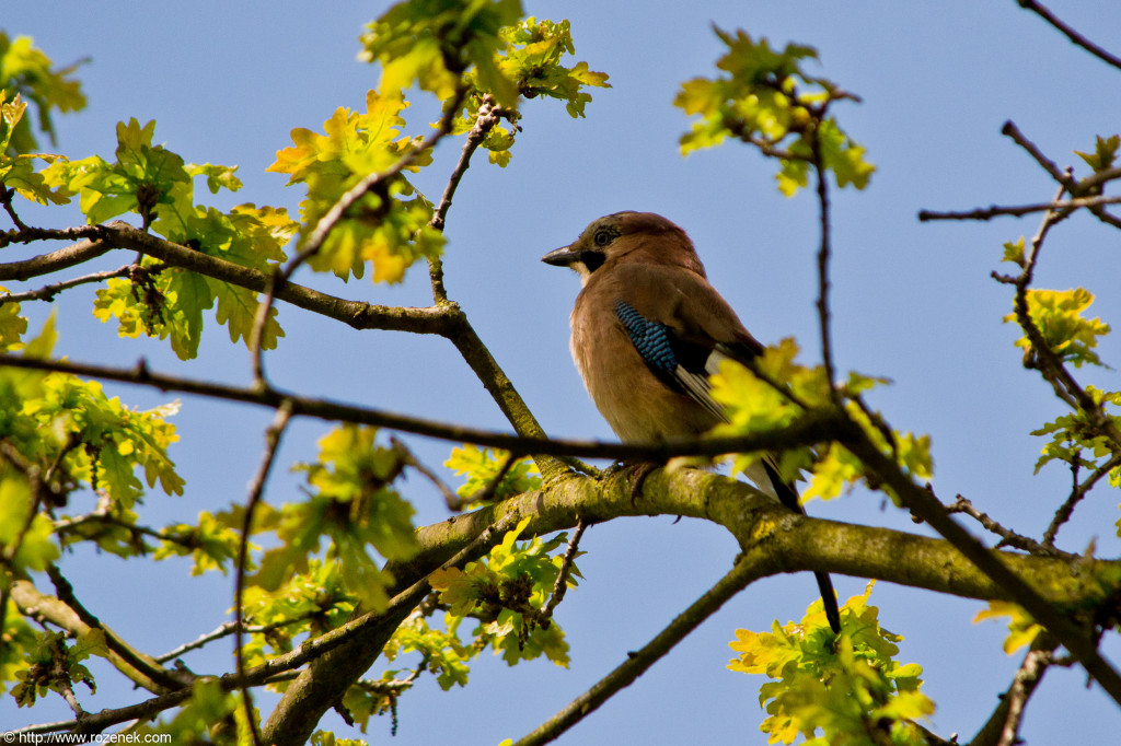 2012.05.12 - Marriotts Way - 08