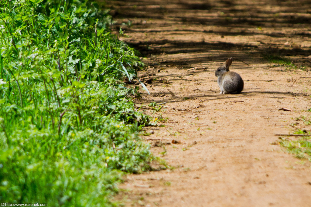 2012.05.12 - Marriotts Way - 18