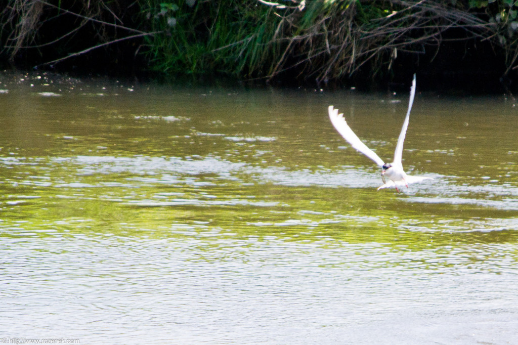 2012.05.12 - Marriotts Way - 19