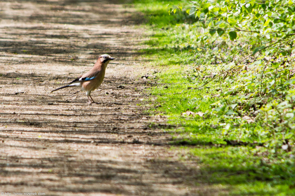 2012.05.12 - Marriotts Way - 21