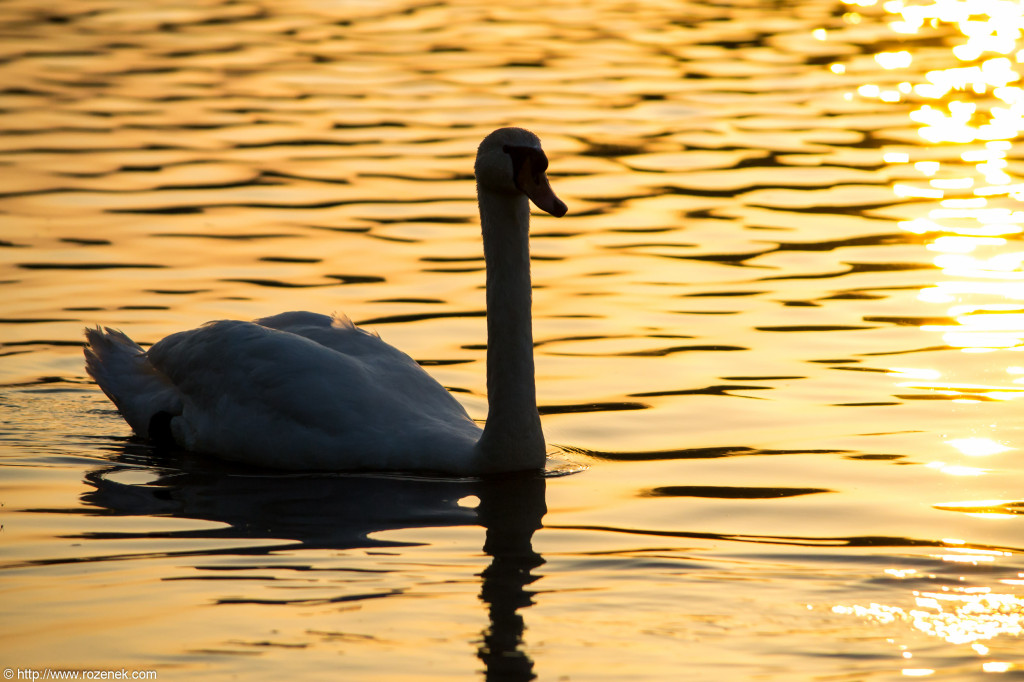 2012.05.22 - Sunset and Birds - 29