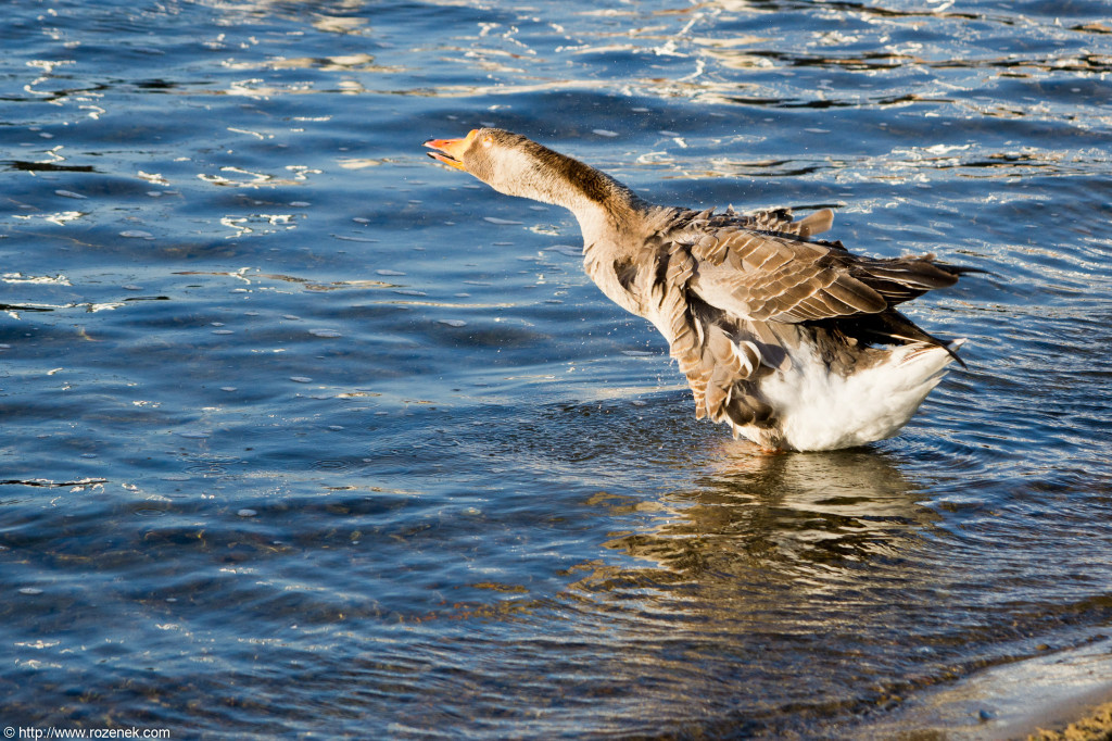 2012.05.25 - Sunset and Birds - 02