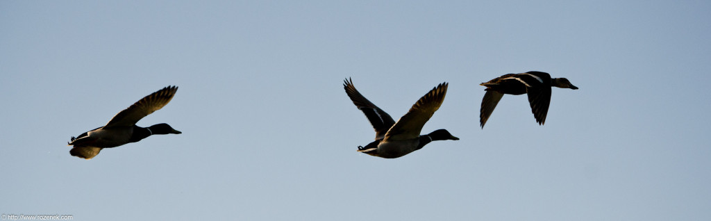 2012.05.25 - Sunset and Birds - 03