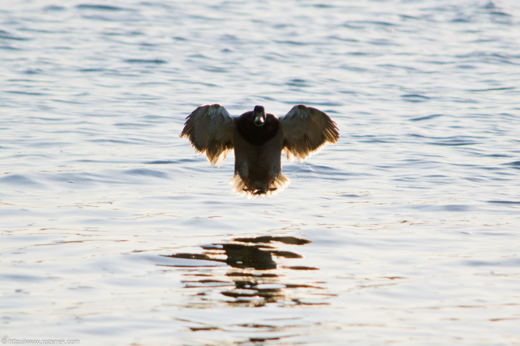 2012.05.25 - Sunset and Birds - 04