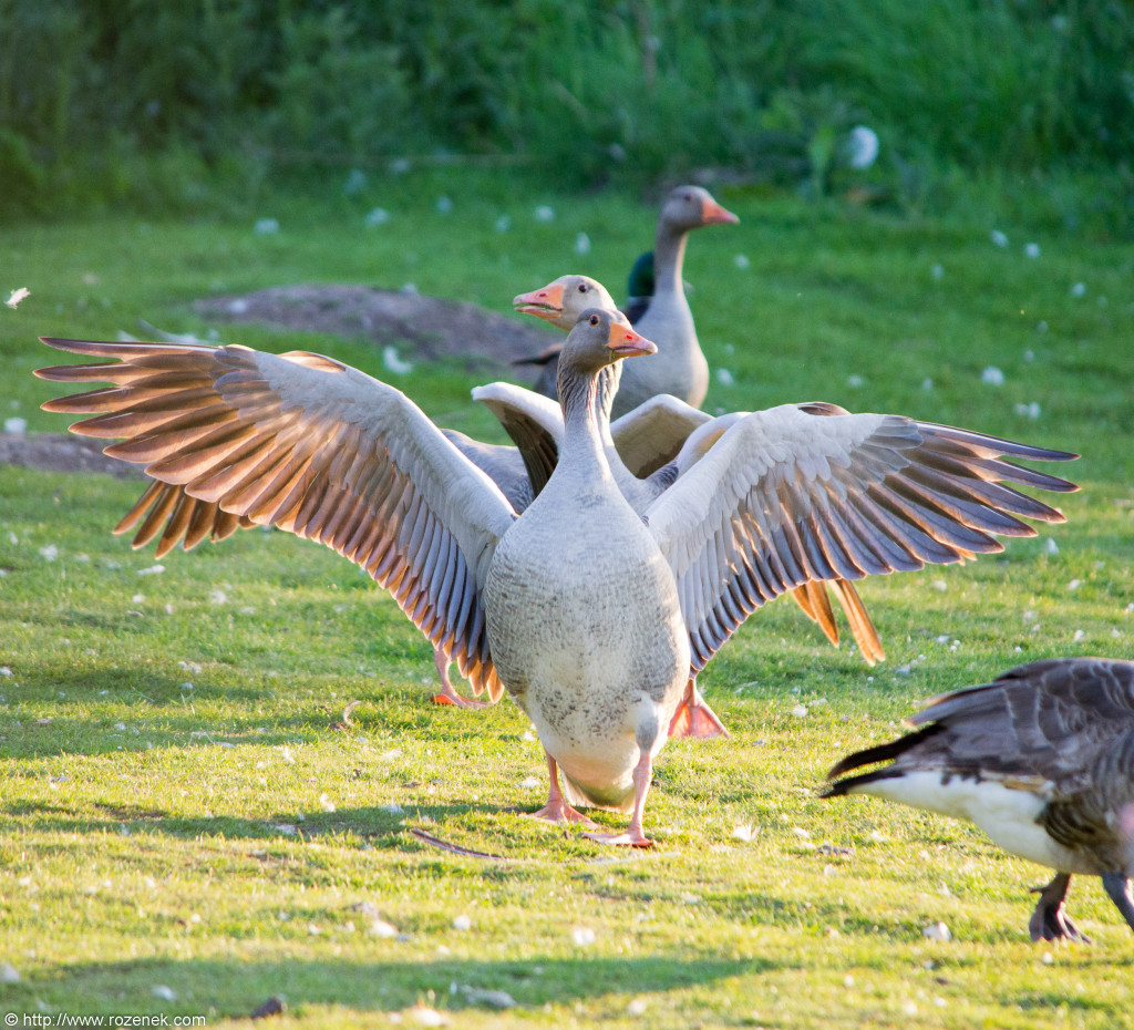 2012.05.25 - Sunset and Birds - 07