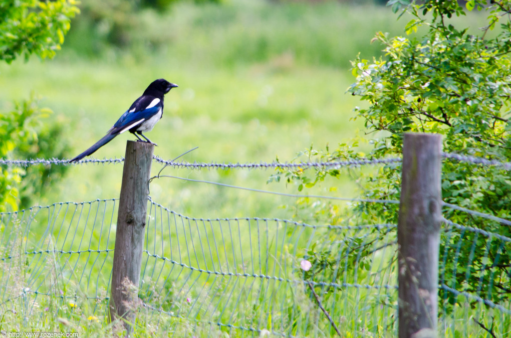 2012.06.02 - Marriotts Way in Norwich - Birds - 01