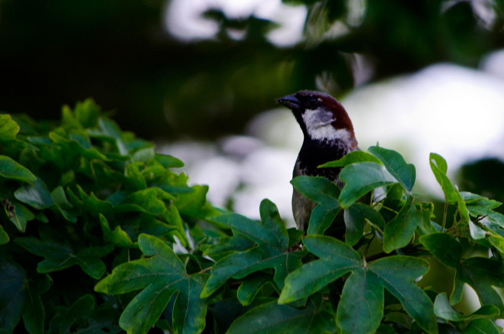 2012.06.04 - Marriotts Way Birds - 02