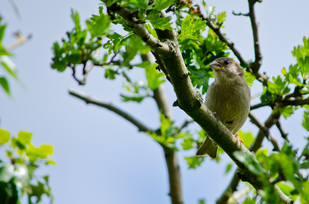 2012.06.04 - Marriotts Way Birds - 03