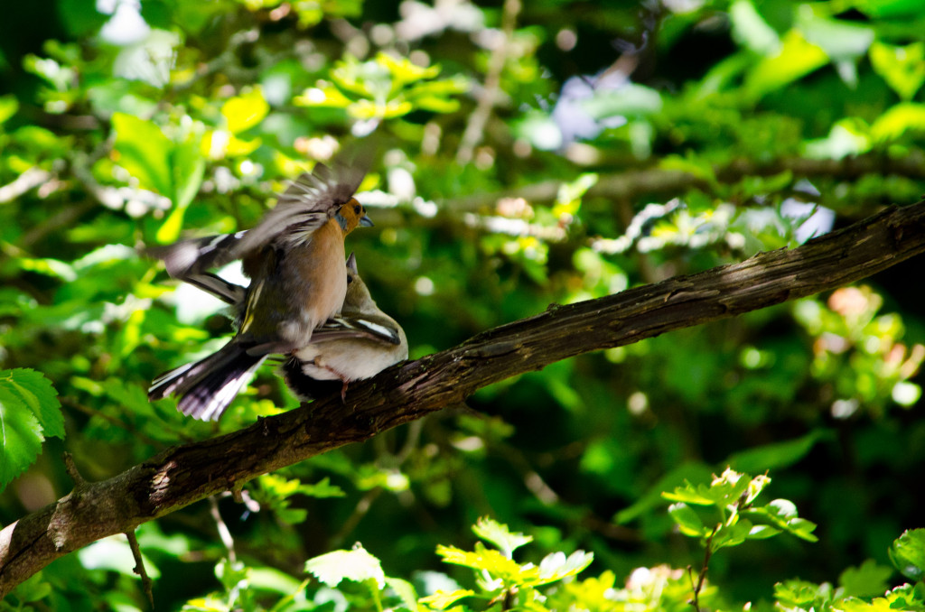 2012.06.04 - Marriotts Way Birds - 04