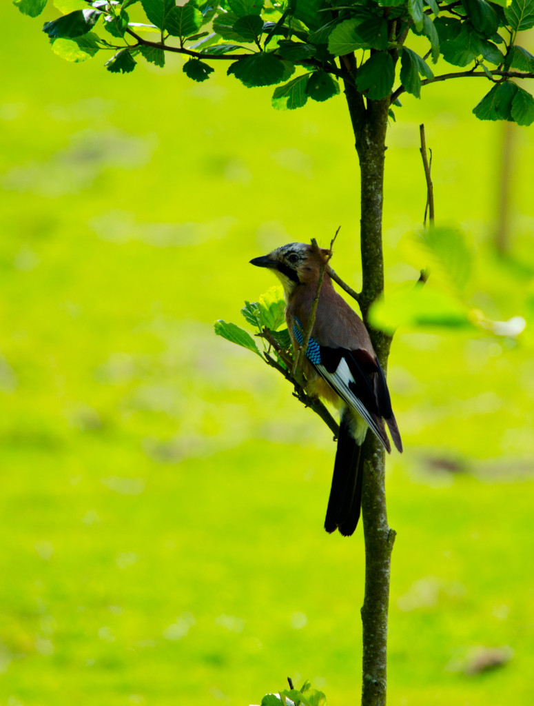 2012.06.04 - Marriotts Way Birds - 05