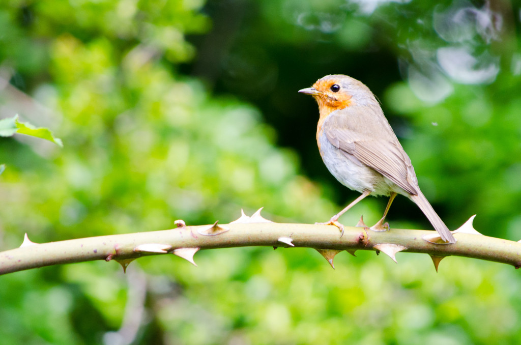 2012.06.04 - Marriotts Way Birds - 06