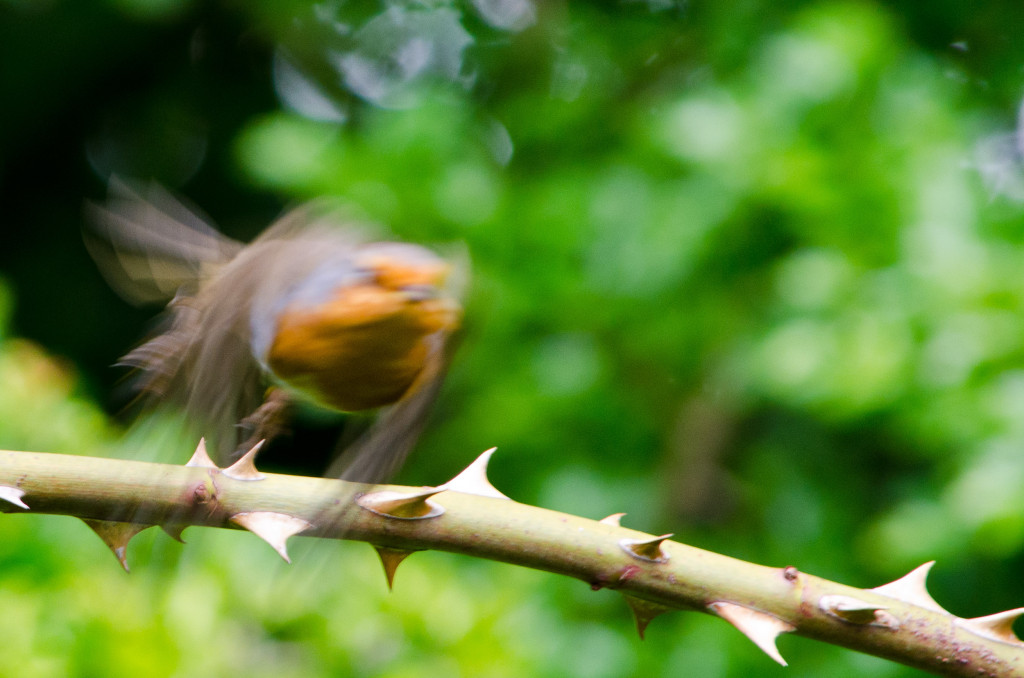 2012.06.04 - Marriotts Way Birds - 07