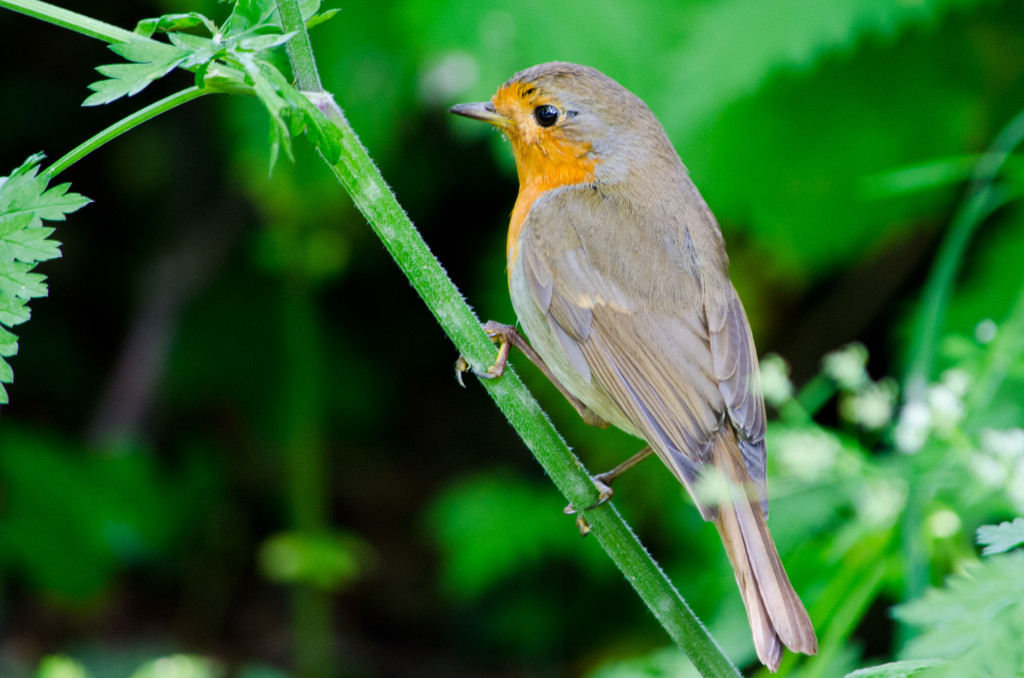 2012.06.04 - Marriotts Way Birds - 08