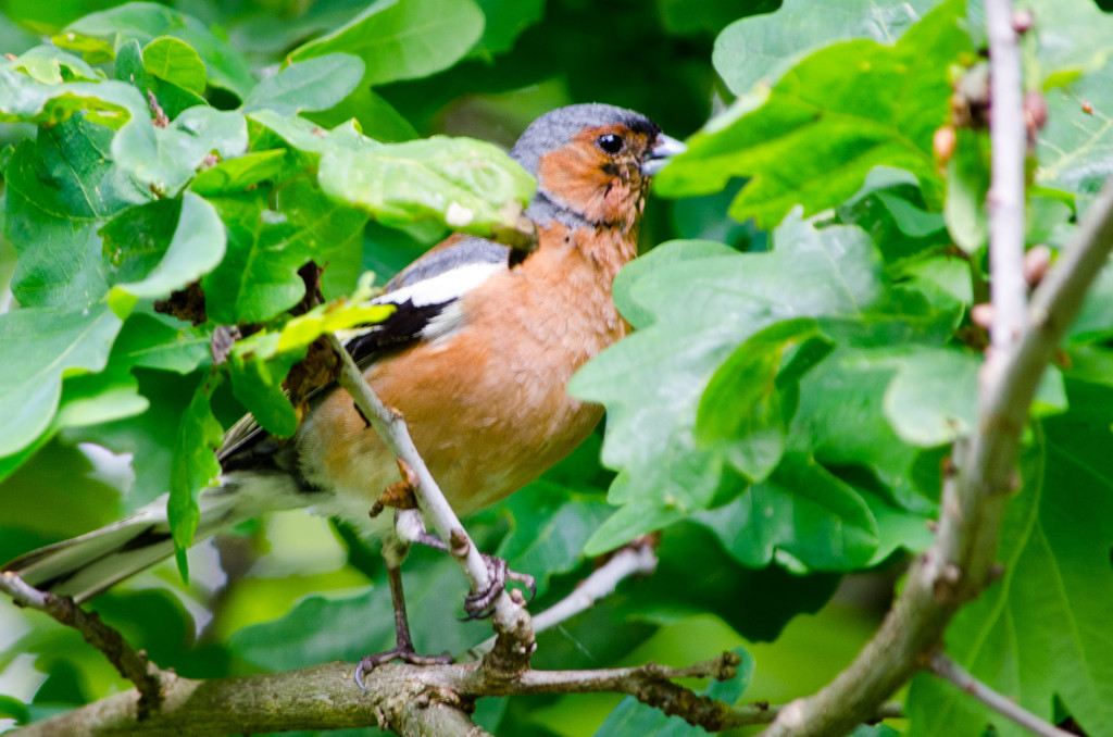 2012.06.04 - Marriotts Way Birds - 09