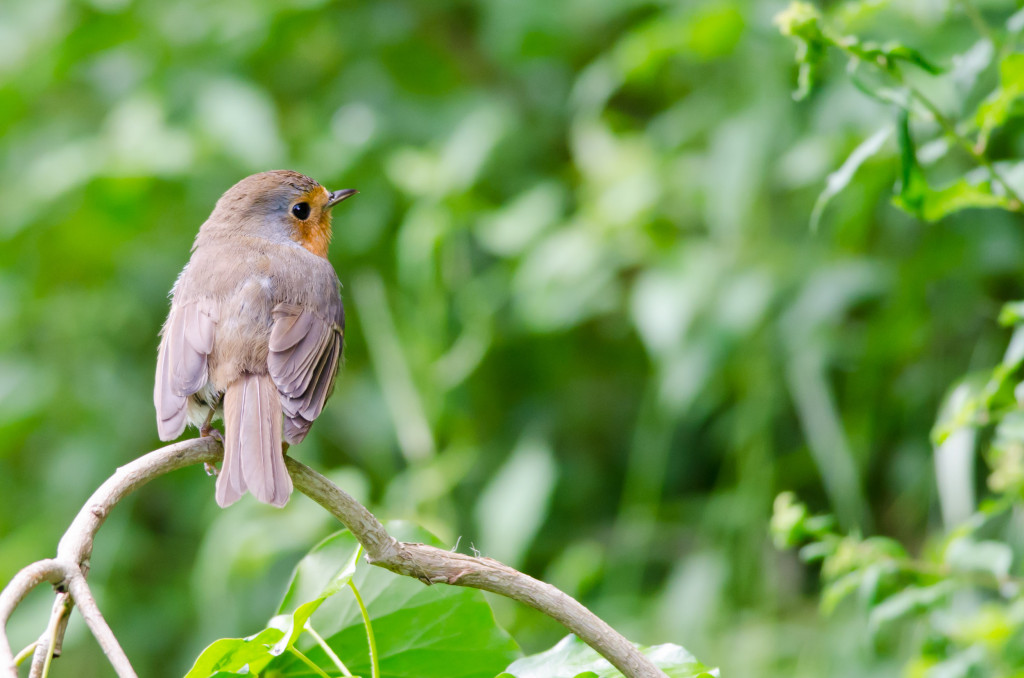 2012.06.17 - Marriotts Way - 02