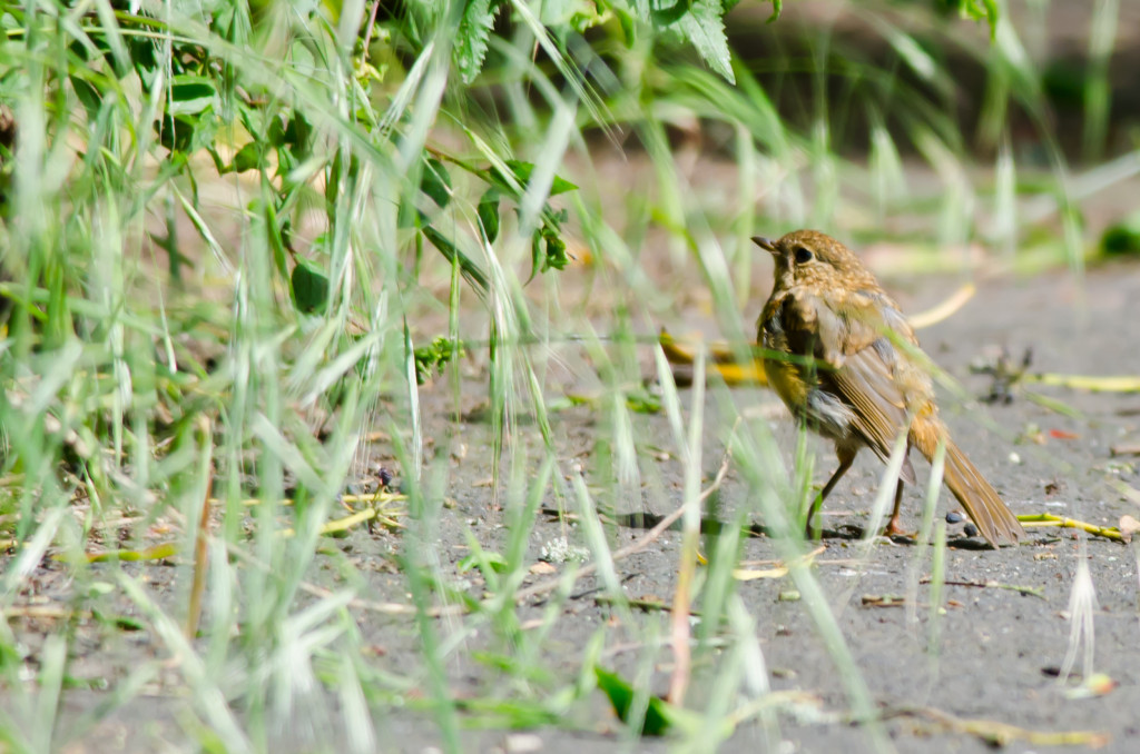 2012.06.17 - Marriotts Way - 03