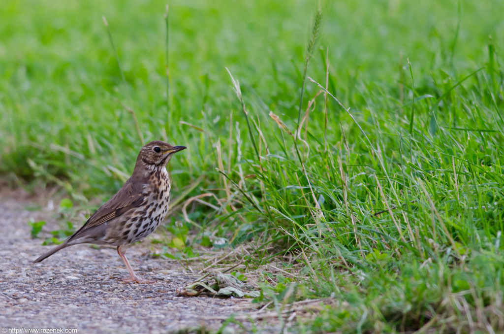 2012.08.03 - Marriotts Way - 22