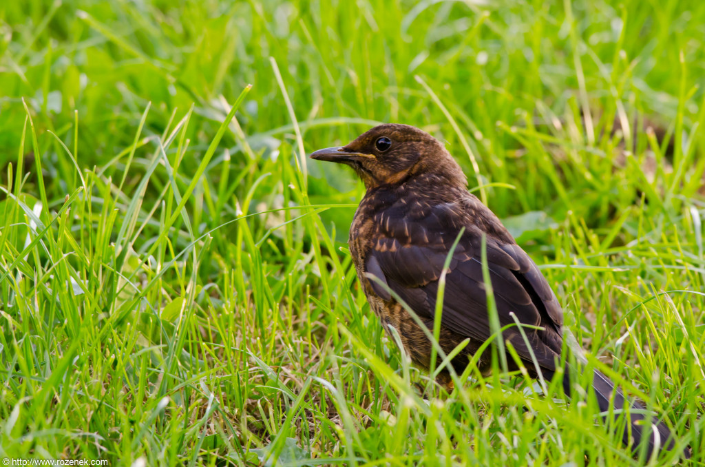 2012.08.03 - Marriotts Way - 32