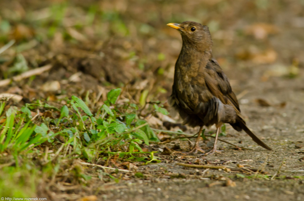 2012.08.03 - Marriotts Way - 34