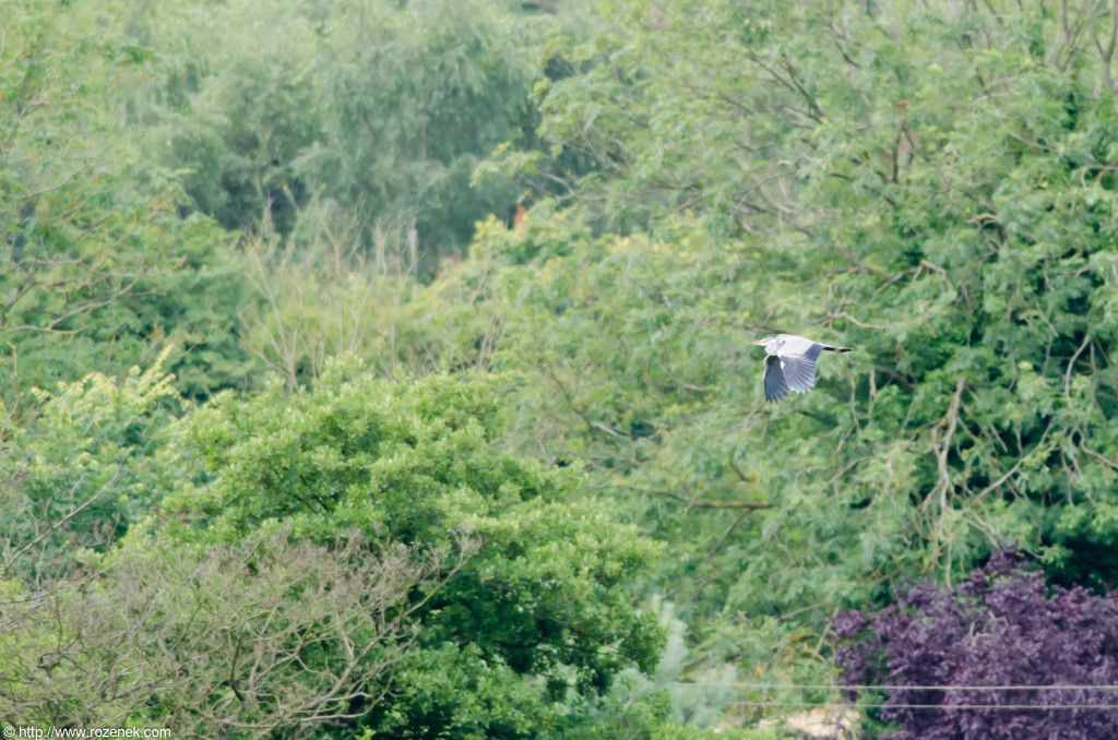 2012.08.05 - Costessey - Bird Photos - 02