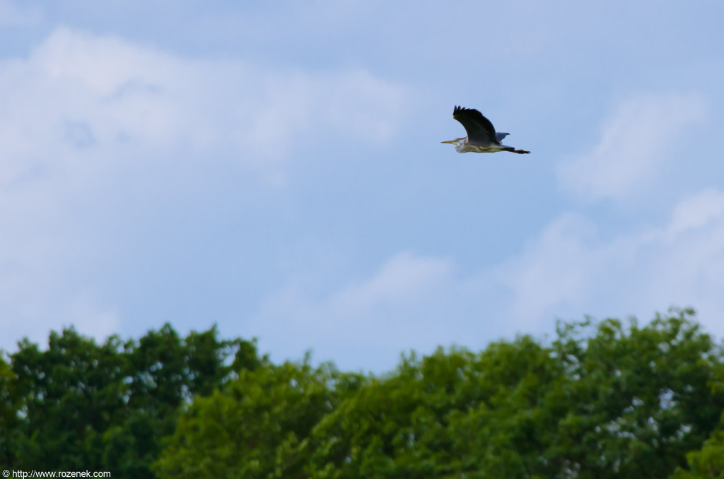 2012.08.05 - Costessey - Bird Photos - 04
