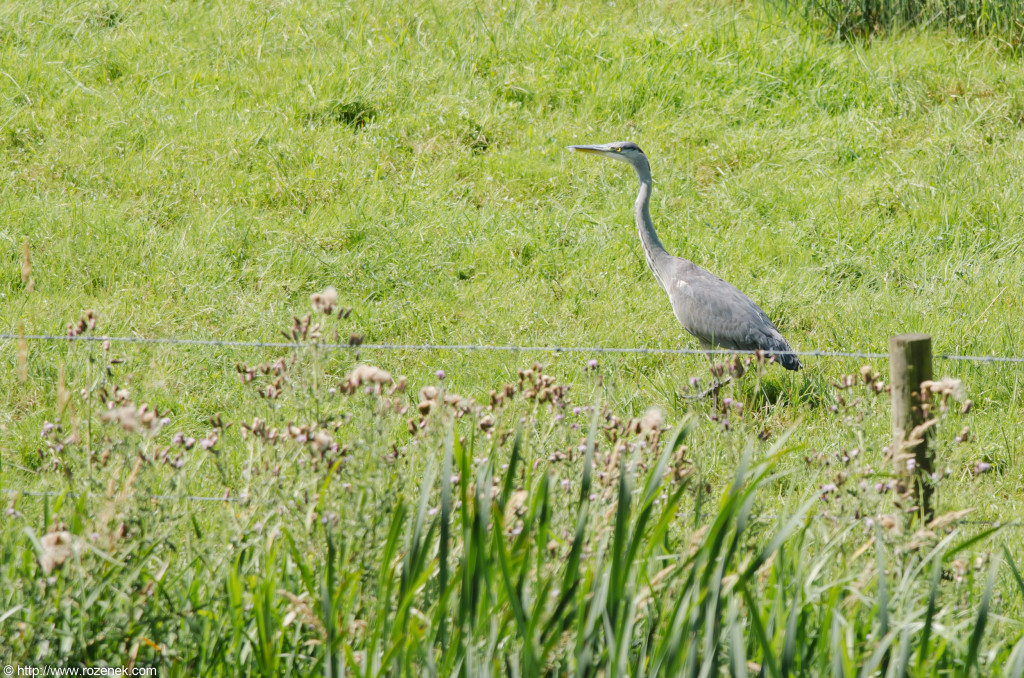 2012.08.05 - Costessey - Bird Photos - 05
