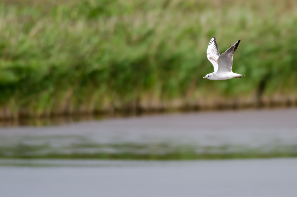 2012.08.26 - Strumpshaw Fen - 05