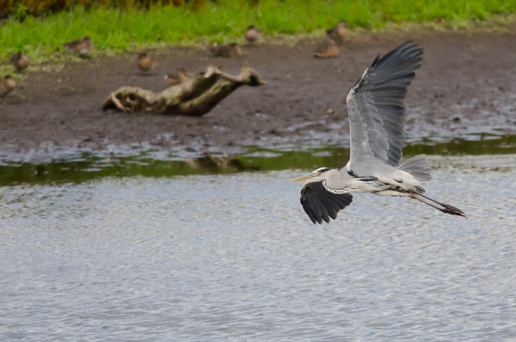 2012.08.26 - Strumpshaw Fen - 06