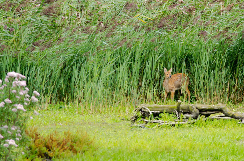 2012.08.26 - Strumpshaw Fen - 07