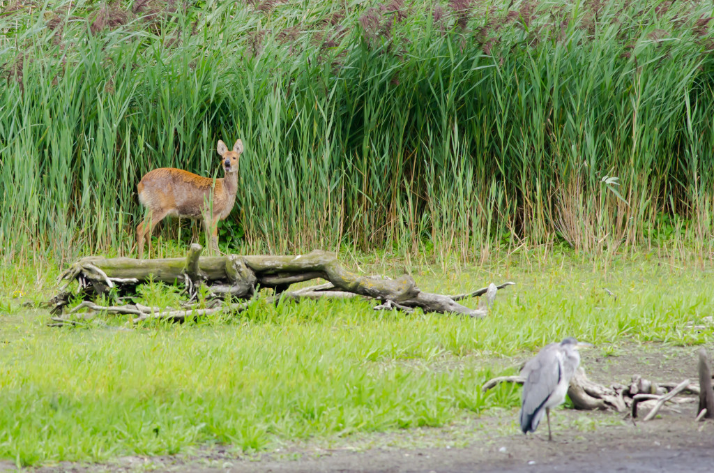 2012.08.26 - Strumpshaw Fen - 08