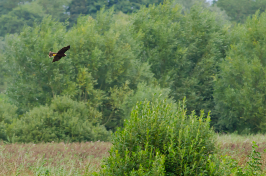 2012.08.26 - Strumpshaw Fen - 09