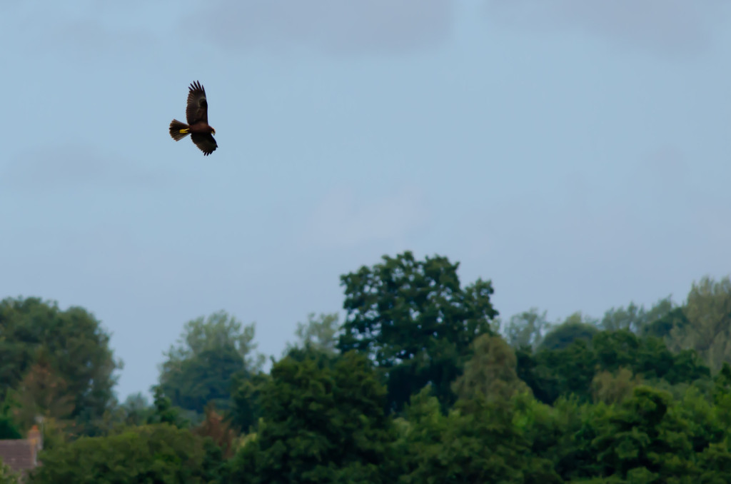 2012.08.26 - Strumpshaw Fen - 11