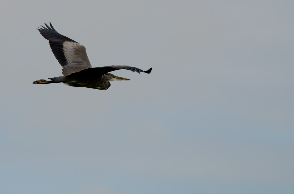 2012.08.26 - Strumpshaw Fen - 12