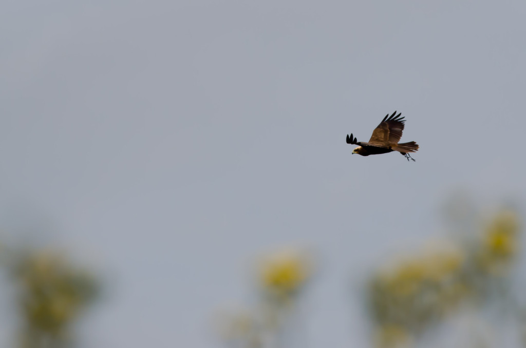 2012.08.26 - Strumpshaw Fen - 13