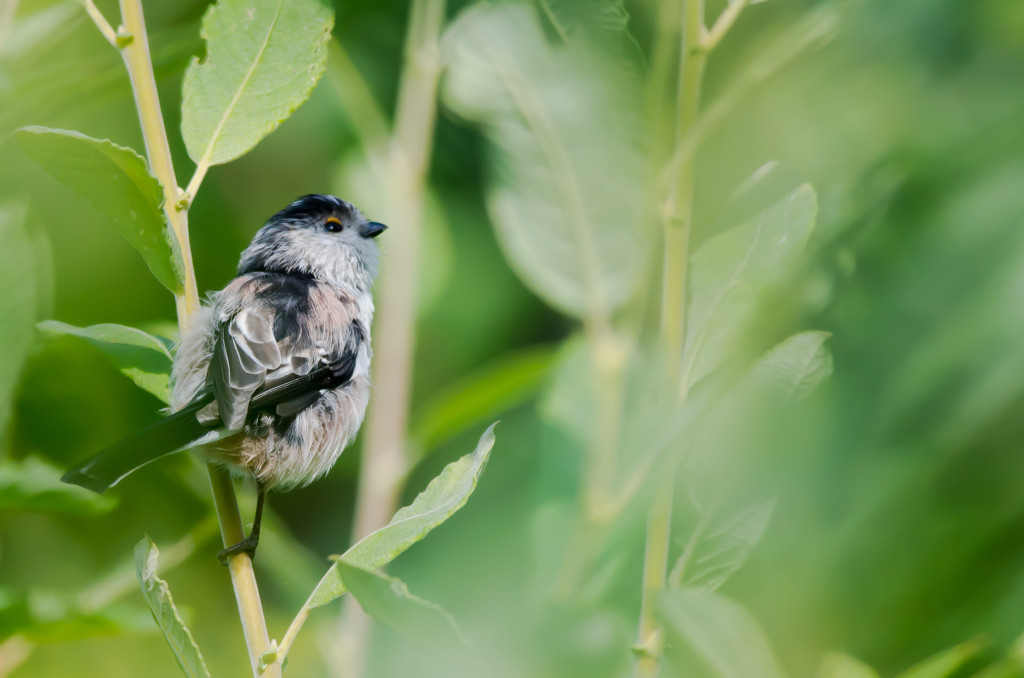 2012.08.26 - Strumpshaw Fen - 16