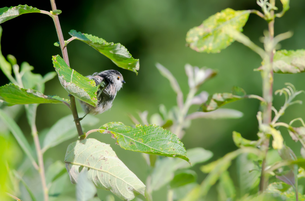 2012.08.26 - Strumpshaw Fen - 17