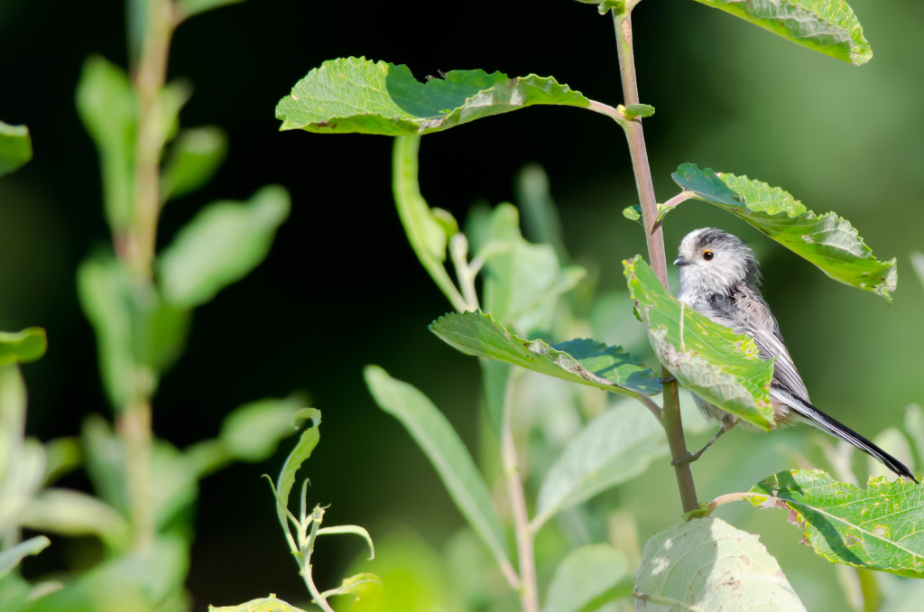 2012.08.26 - Strumpshaw Fen - 18