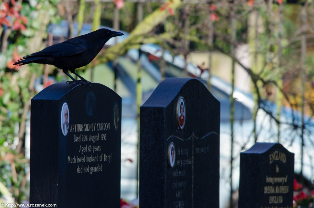 2012.11.18 - Norwich Cemetery - 02