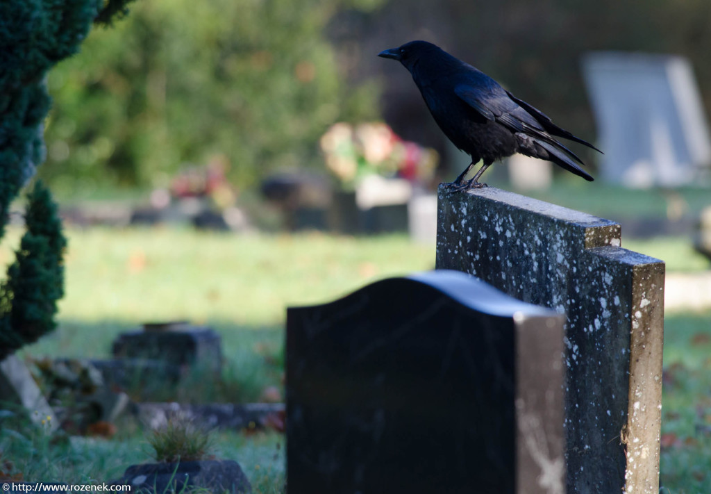 2012.11.18 - Norwich Cemetery - 03