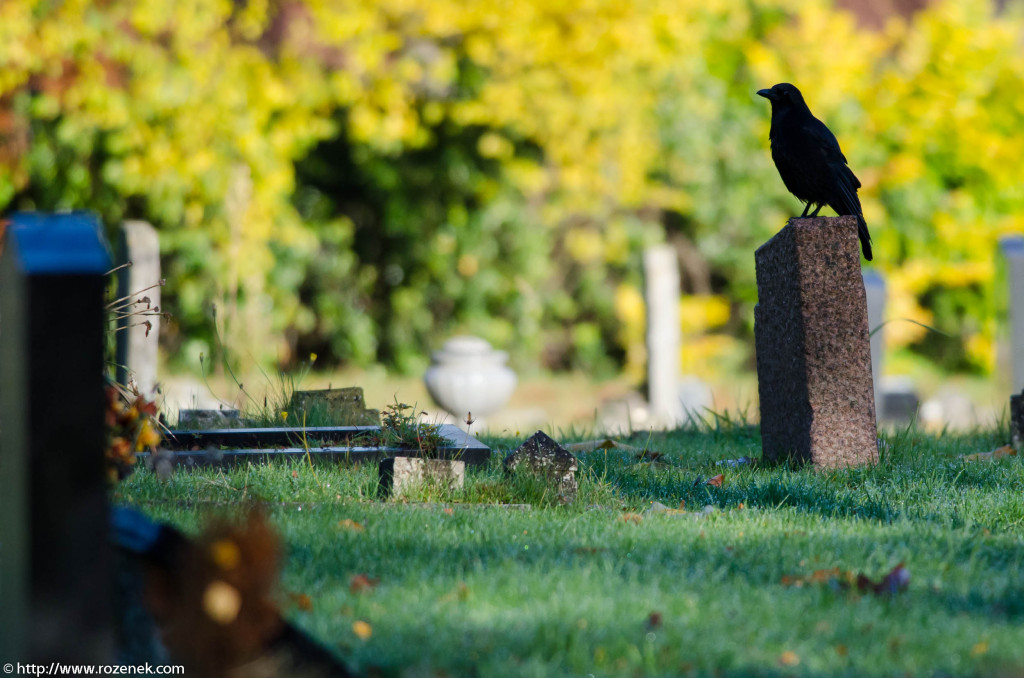 2012.11.18 - Norwich Cemetery - 09