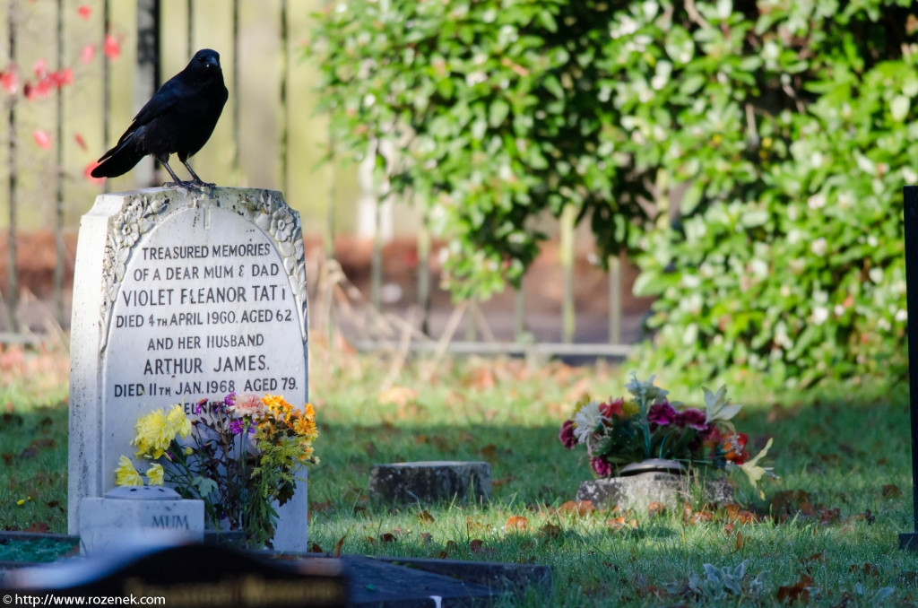 2012.11.18 - Norwich Cemetery - 10