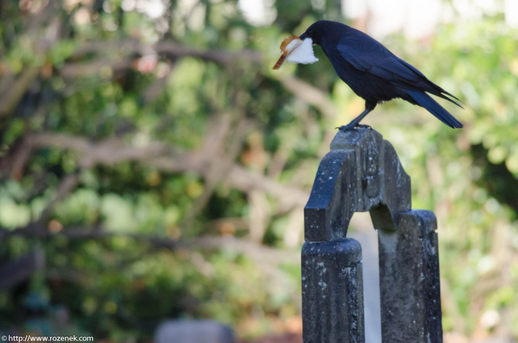 2012.11.18 - Norwich Cemetery - 11