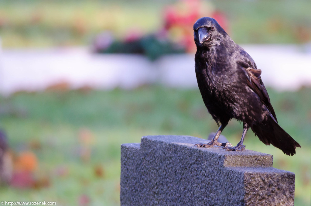 2012.11.18 - Norwich Cemetery - 12